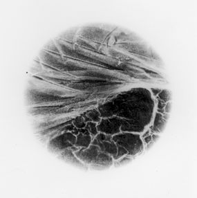 Photographie, Vedute 18, Flora Fanzutti