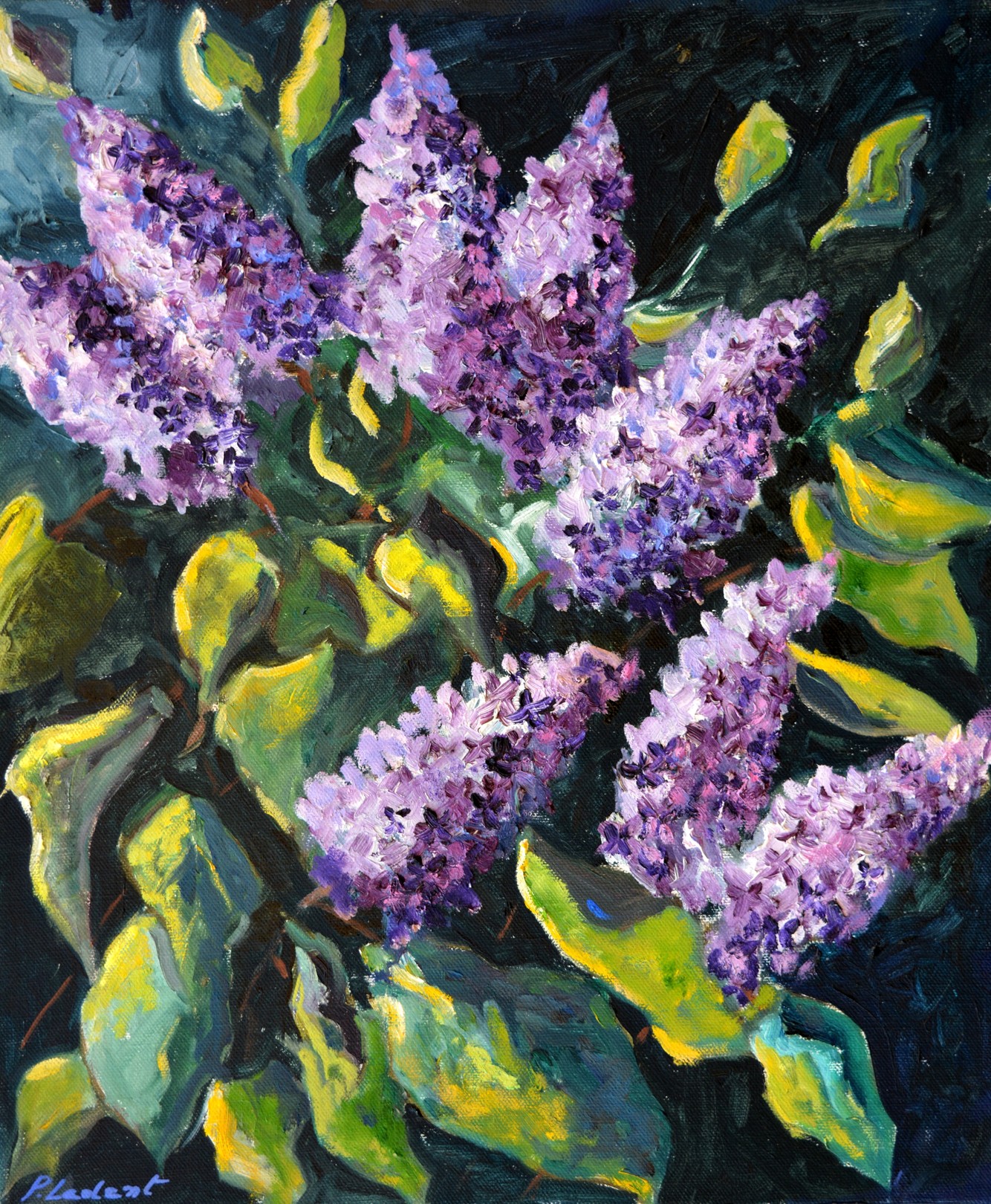 Pol Ledent, Lilac Pol Ledent, Lilac