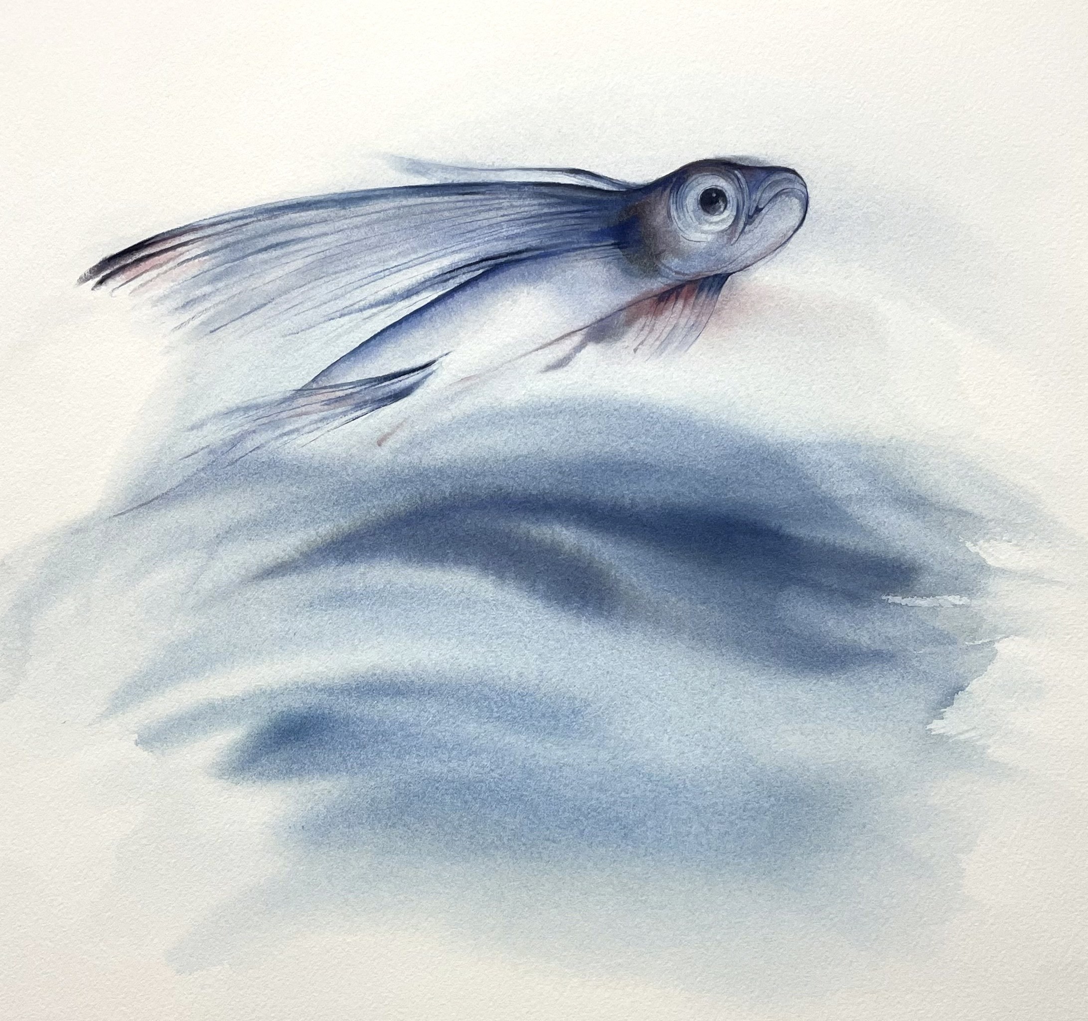 Klaus Meyer-Gasters, Fliegender Fisch Klaus Meyer-Gasters, Fliegender Fisch