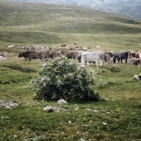 Fotografien, Untitled, Enrique Seguí