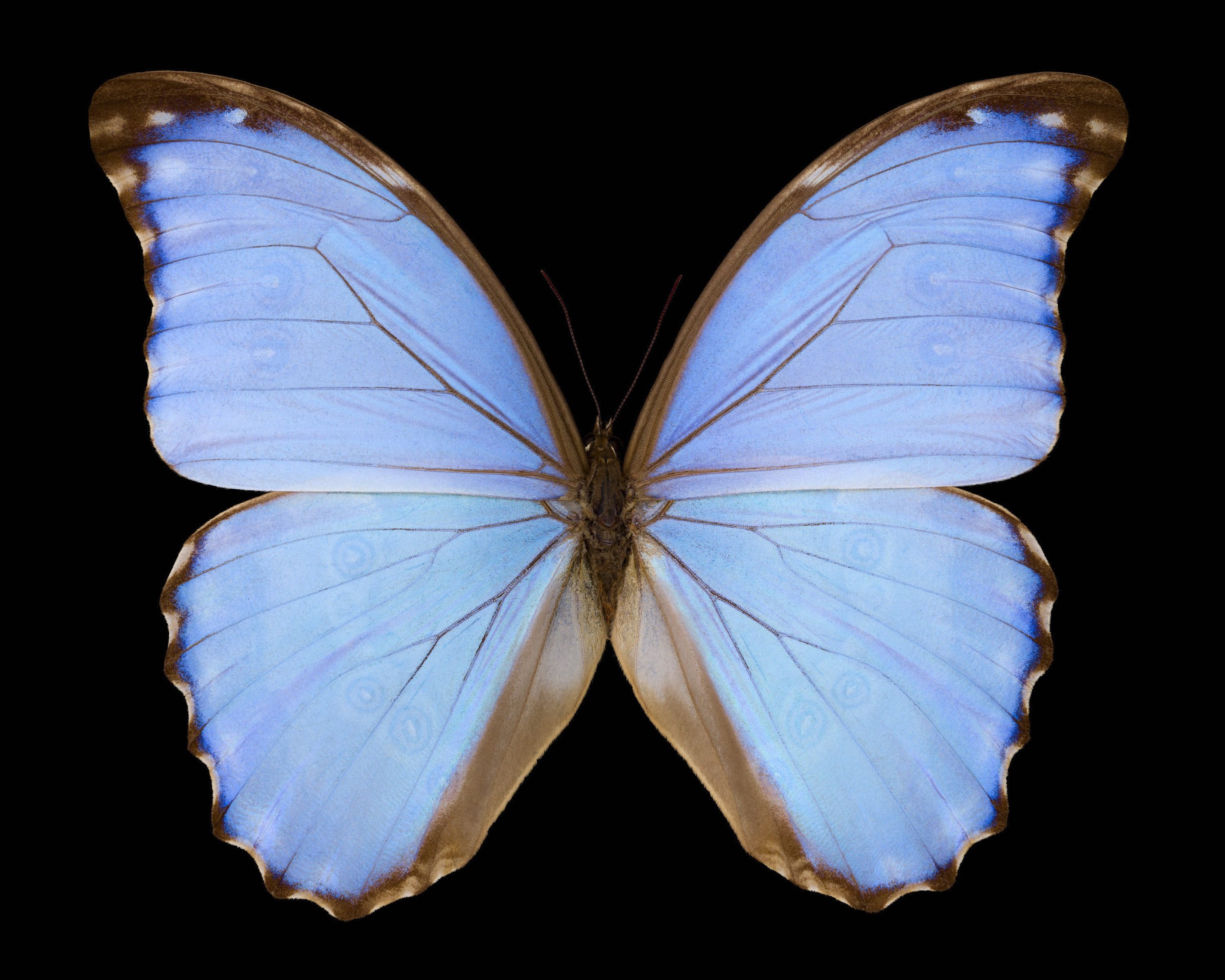 Pascal Goet, Morpho godarti lachaumei Pascal Goet, Morpho godarti lachaumei