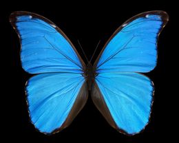 Photography, Morpho godarti tingomariensis, Pascal  Goet