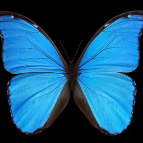 Fotografía, Morpho godarti tingomariensis, Pascal  Goet