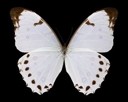 Photography, Morpho polyphemus luna, Pascal  Goet