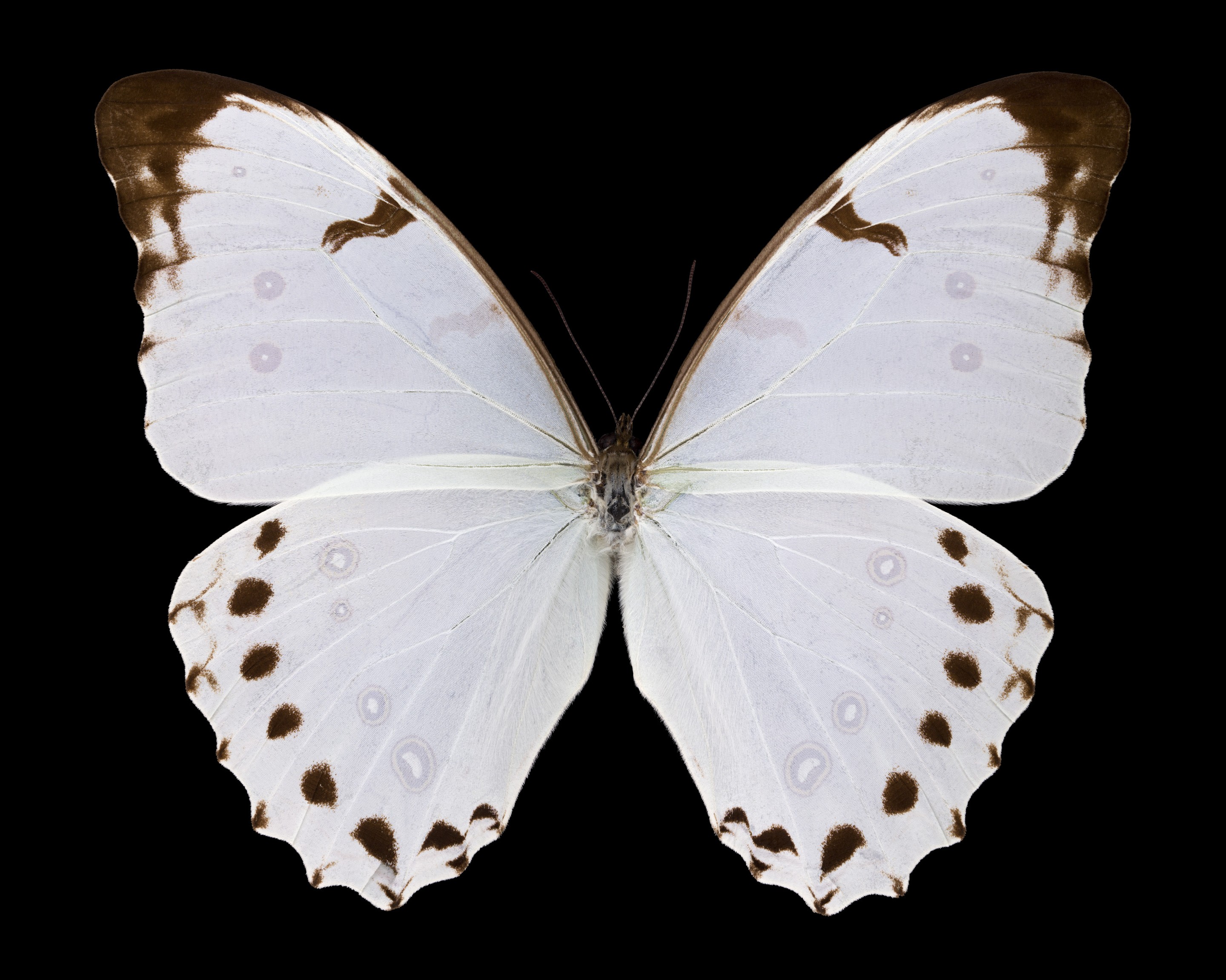 Pascal Goet, Morpho polyphemus luna Pascal Goet, Morpho polyphemus luna