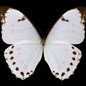 Photographie, Morpho polyphemus luna, Pascal  Goet