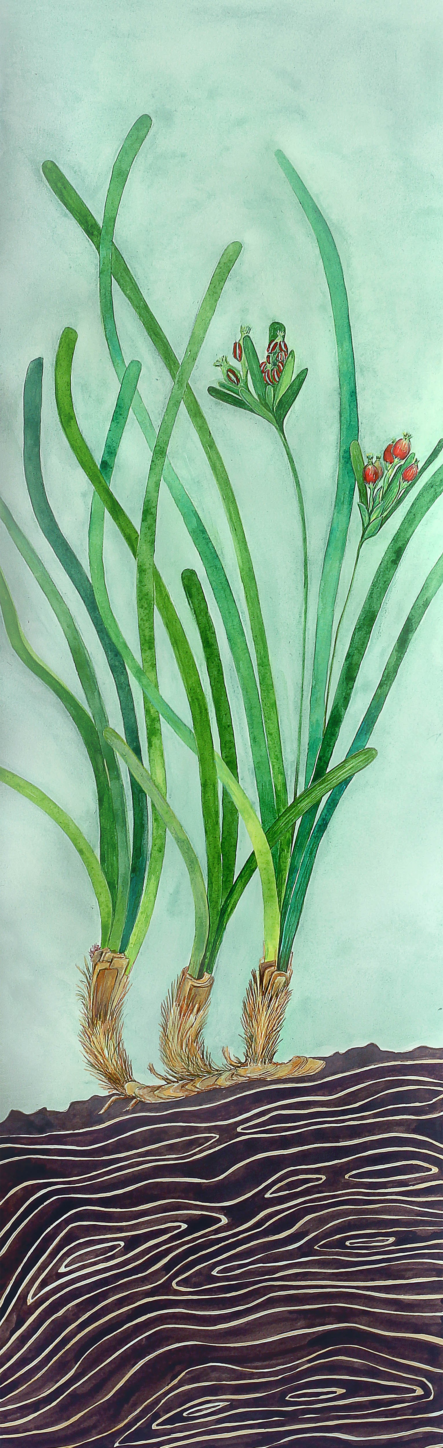 Aurélie Trabaud, Sous la surface : Posidonia oceanica Aurélie Trabaud, Sous la surface : Posidonia oceanica