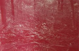 Painting, Forest Red I., Funda Studio