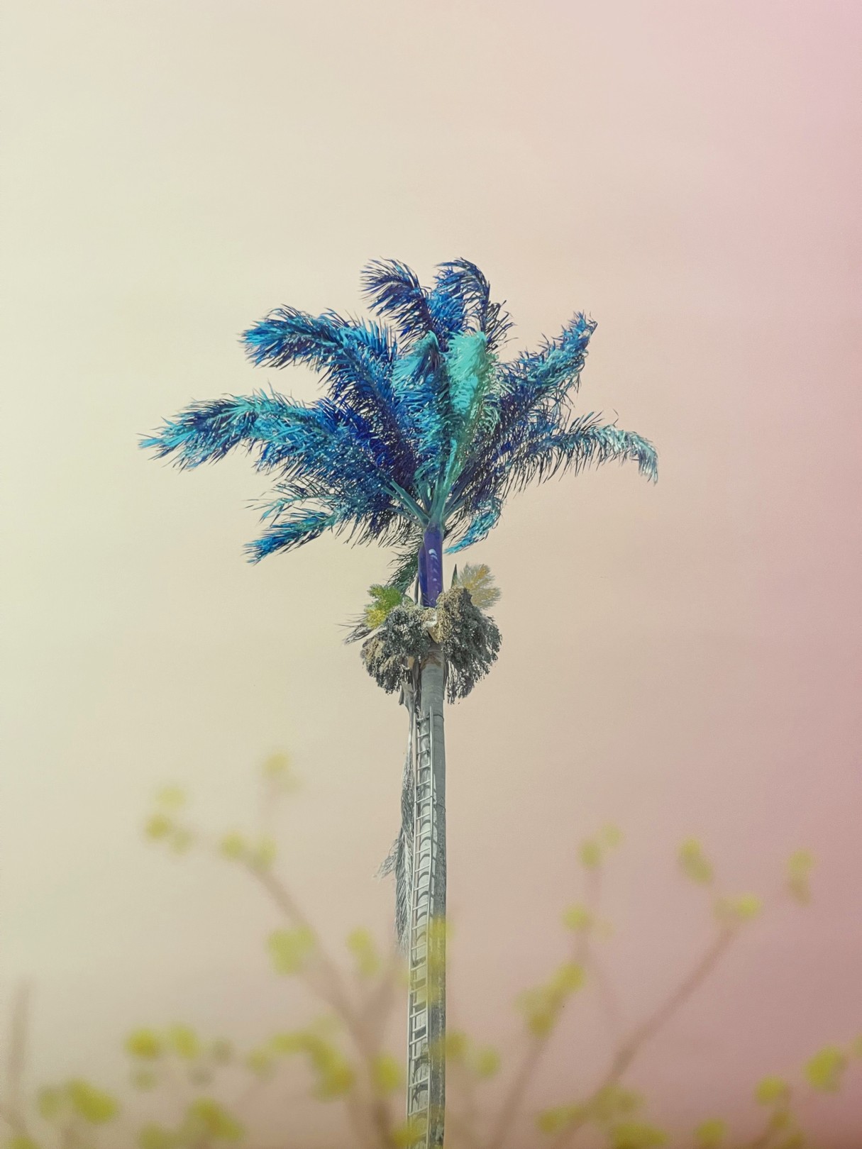 Téber, Aquamint Palm Téber, Aquamint Palm