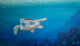 Peinture, Tortue au large du récif - série Animaux marins des Caraïbes, Patrick Chevailler