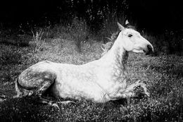 Photographie, Cheval, Lionel le Jeune