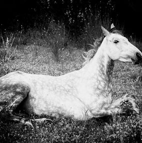 Fotografien, Cheval, Lionel le Jeune