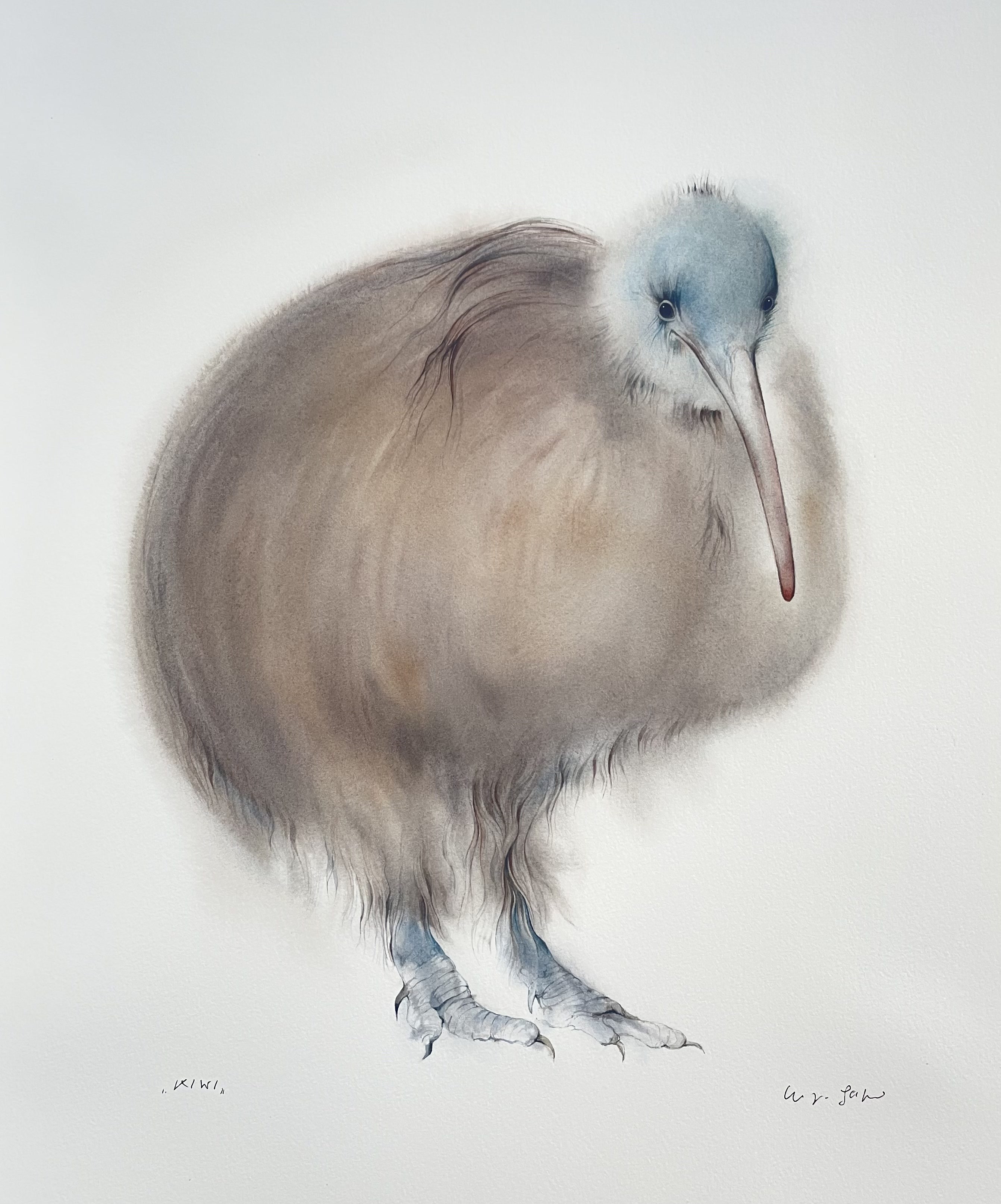 Klaus Meyer-Gasters, Kiwi Vogel | Kiwi Bird Klaus Meyer-Gasters, Kiwi Vogel | Kiwi Bird