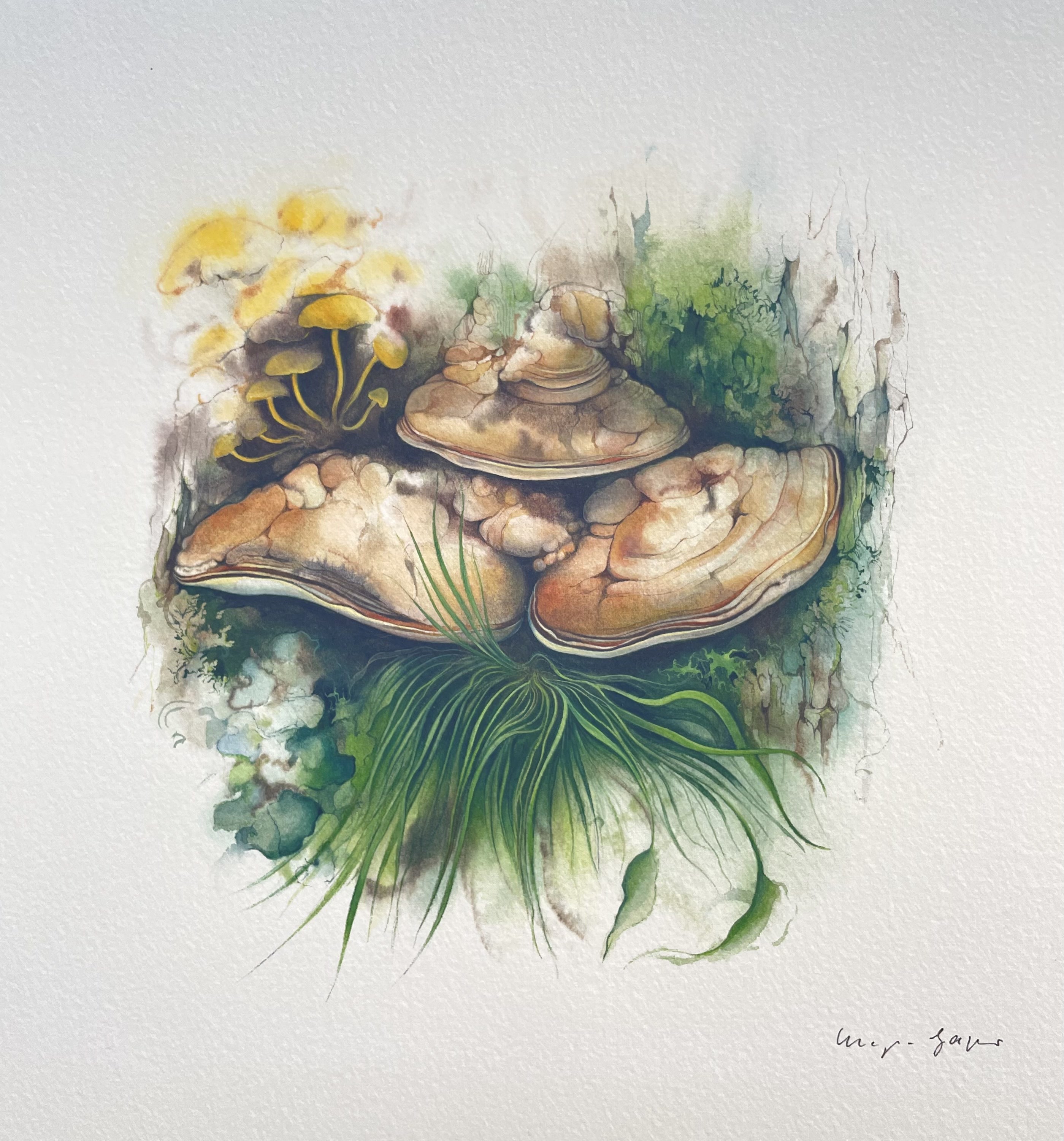 Klaus Meyer-Gasters, Flacher Porling | Flat Porling Mushroom Klaus Meyer-Gasters, Flacher Porling | Flat Porling Mushroom