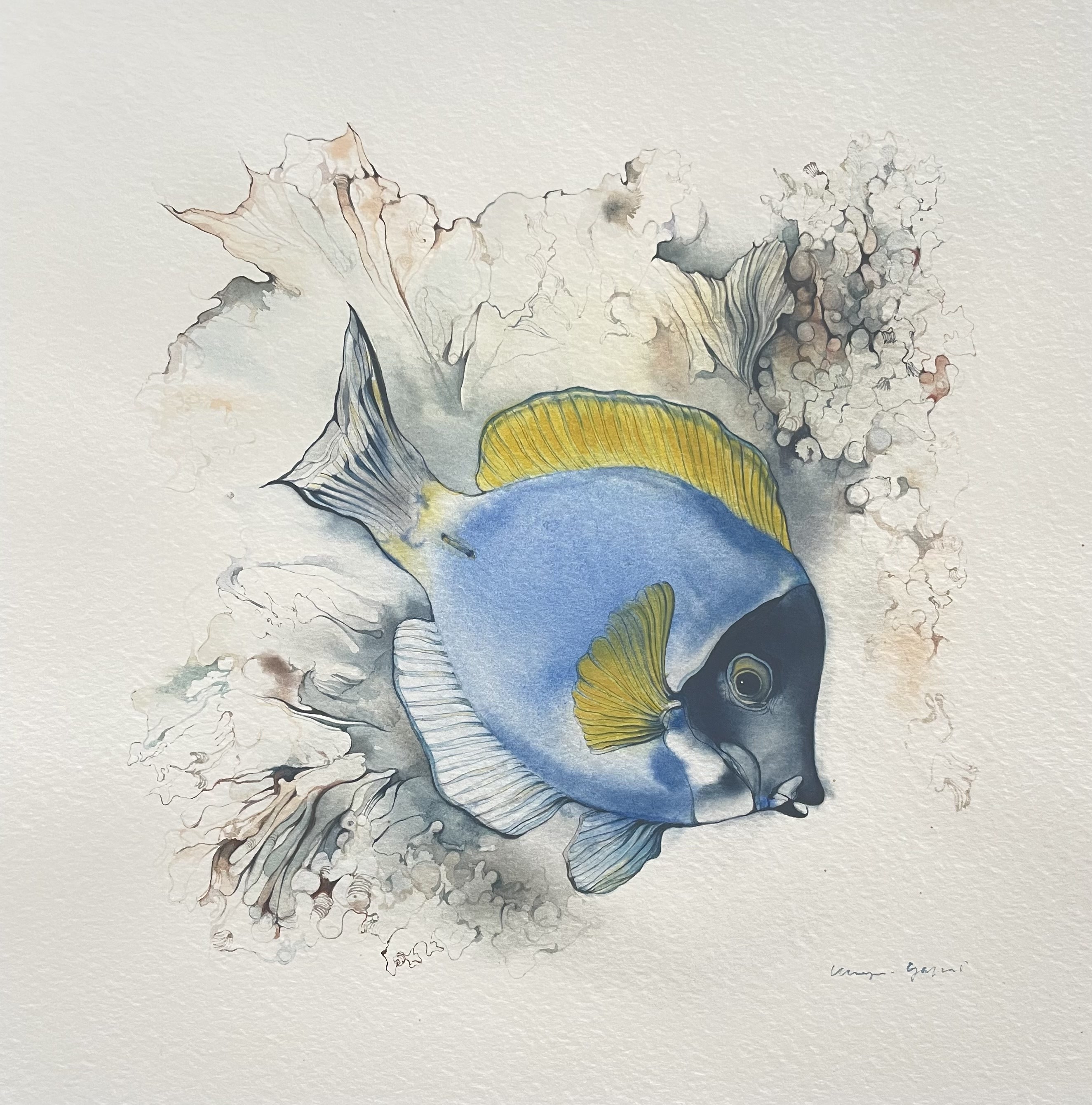 Klaus Meyer-Gasters, Doktorfisch | Surgeonfish Klaus Meyer-Gasters, Doktorfisch | Surgeonfish