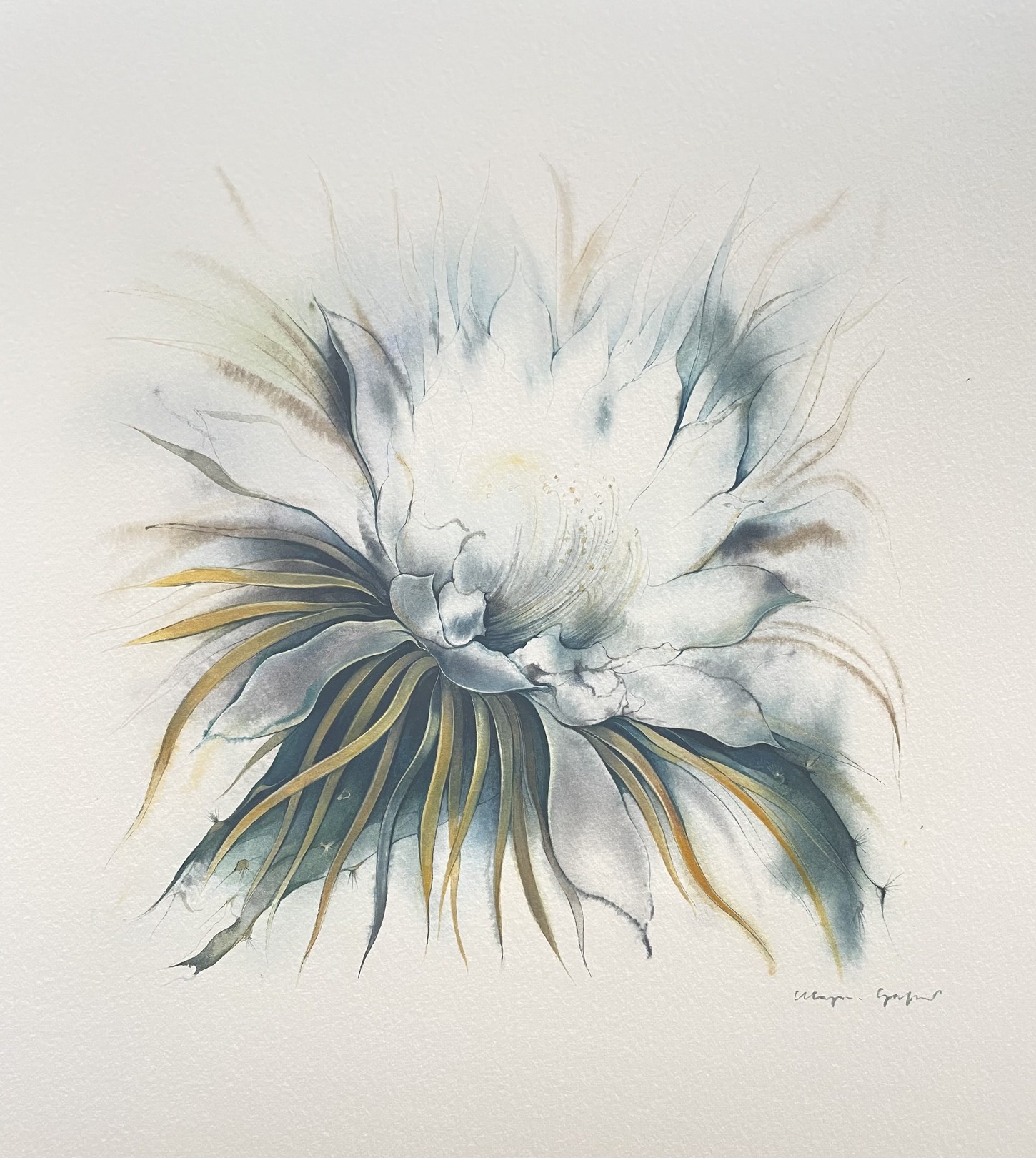 Klaus Meyer-Gasters, Königin der Nacht | Queen of the night plant Klaus Meyer-Gasters, Königin der Nacht | Queen of the night plant