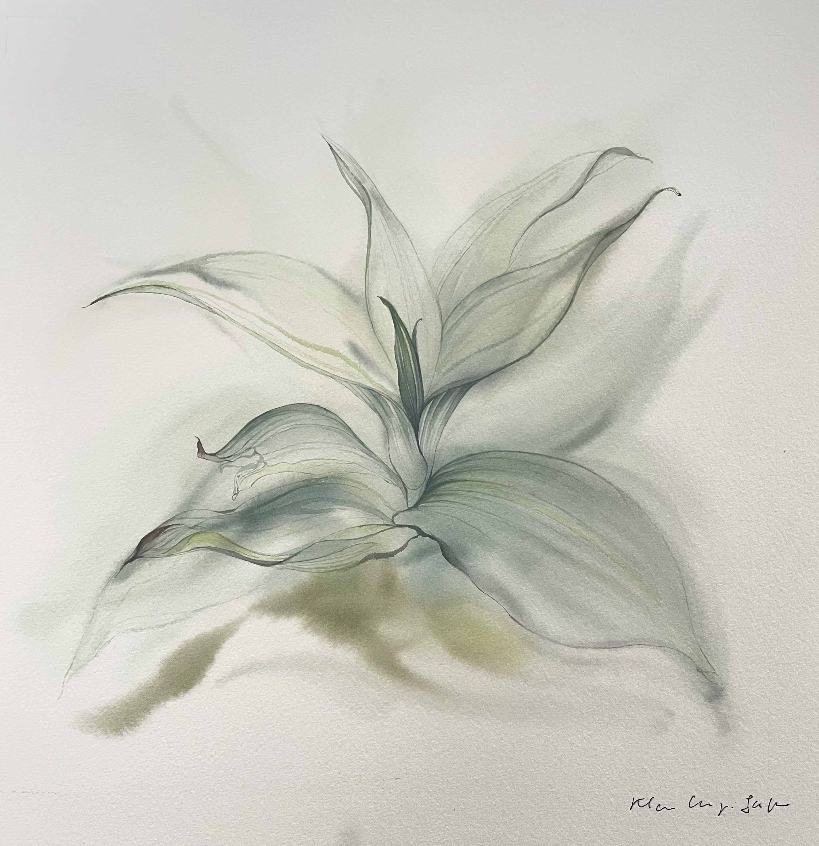 Klaus Meyer-Gasters, Drachenbaum | Dragon Tree Plant Klaus Meyer-Gasters, Drachenbaum | Dragon Tree Plant