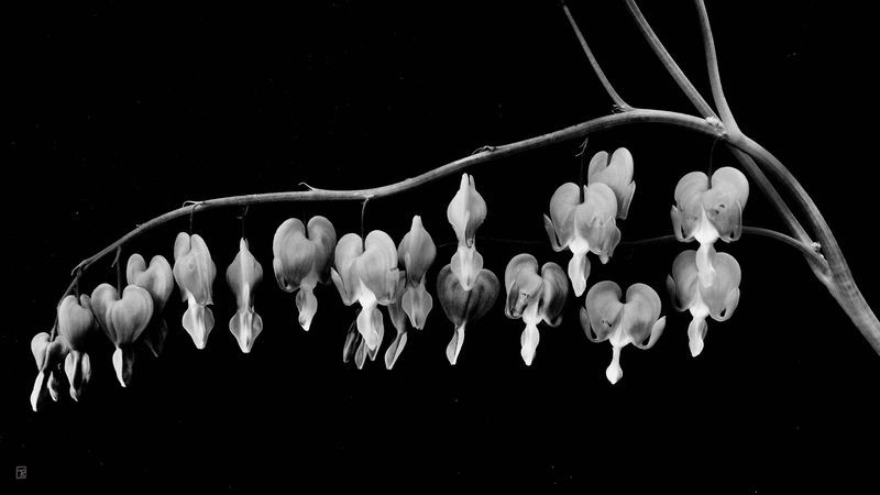Thierry Robert, Strange flowers Thierry Robert, Strange flowers