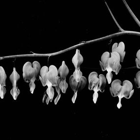 Fotografía, Strange flowers, Thierry Robert