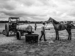 Fotografien, L'étalon, Philippe Grincourt