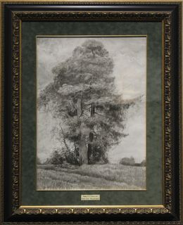 Fine Art Drawings, Pine and Spruce, Simon Kozhin