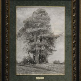 Fine Art Drawings, Pine and Spruce, Simon Kozhin