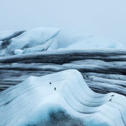 Fotografien, The Whale and Four Seagulls, Alexander Rocco