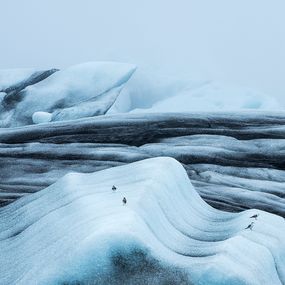 Fotografía, The Whale and Four Seagulls, Alexander Rocco