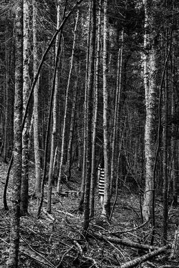 Photography, The Forest, Alexander Rocco