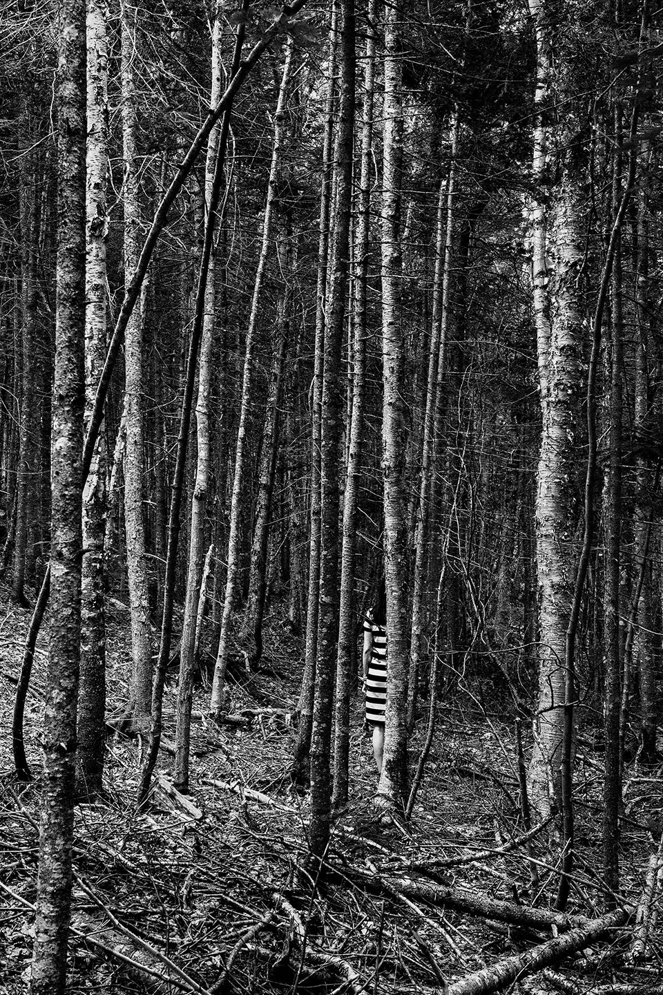 Alexander Rocco, The Forest Alexander Rocco, The Forest