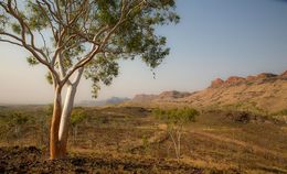 Photography, Mother Earth Kimberly Lone Eucalyptus, Anthony Horth