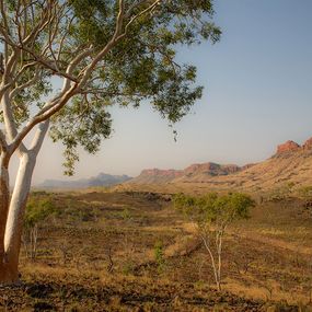 Photographie, Mother Earth Kimberly Lone Eucalyptus, Anthony Horth