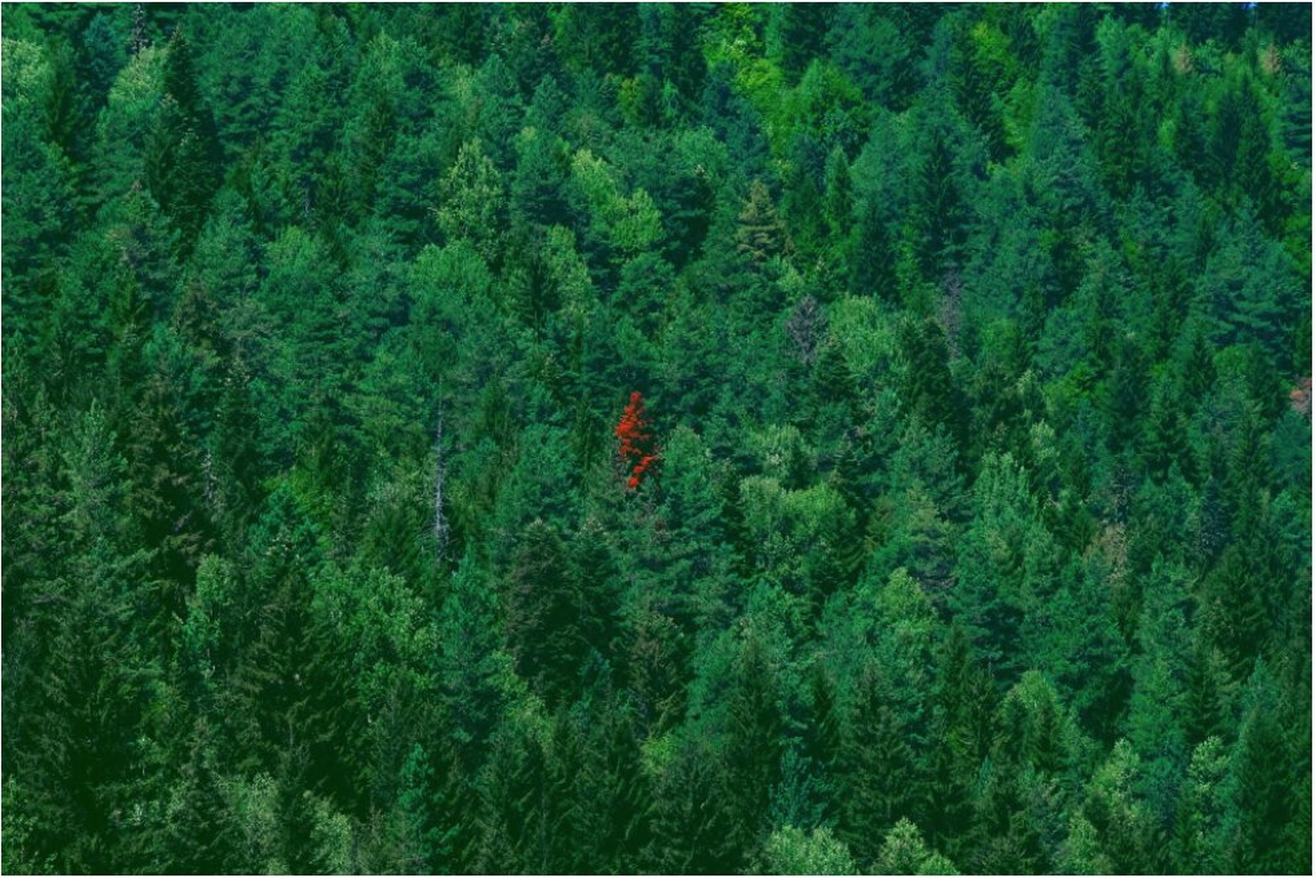 KetoMa, Color field Intensity of Nature KetoMa, Color field Intensity of Nature