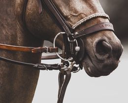 Photographie, Horse & Bridle, Amrita Bilimoria