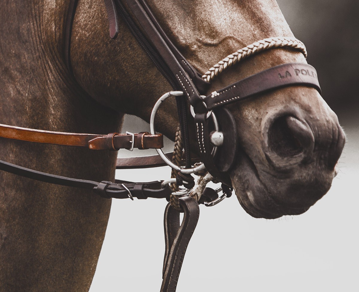 Amrita Bilimoria, Horse & Bridle Amrita Bilimoria, Horse & Bridle