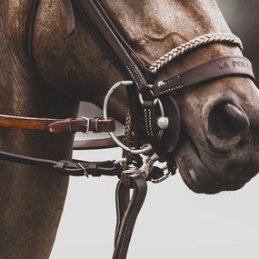 Fotografien, Horse & Bridle, Amrita Bilimoria