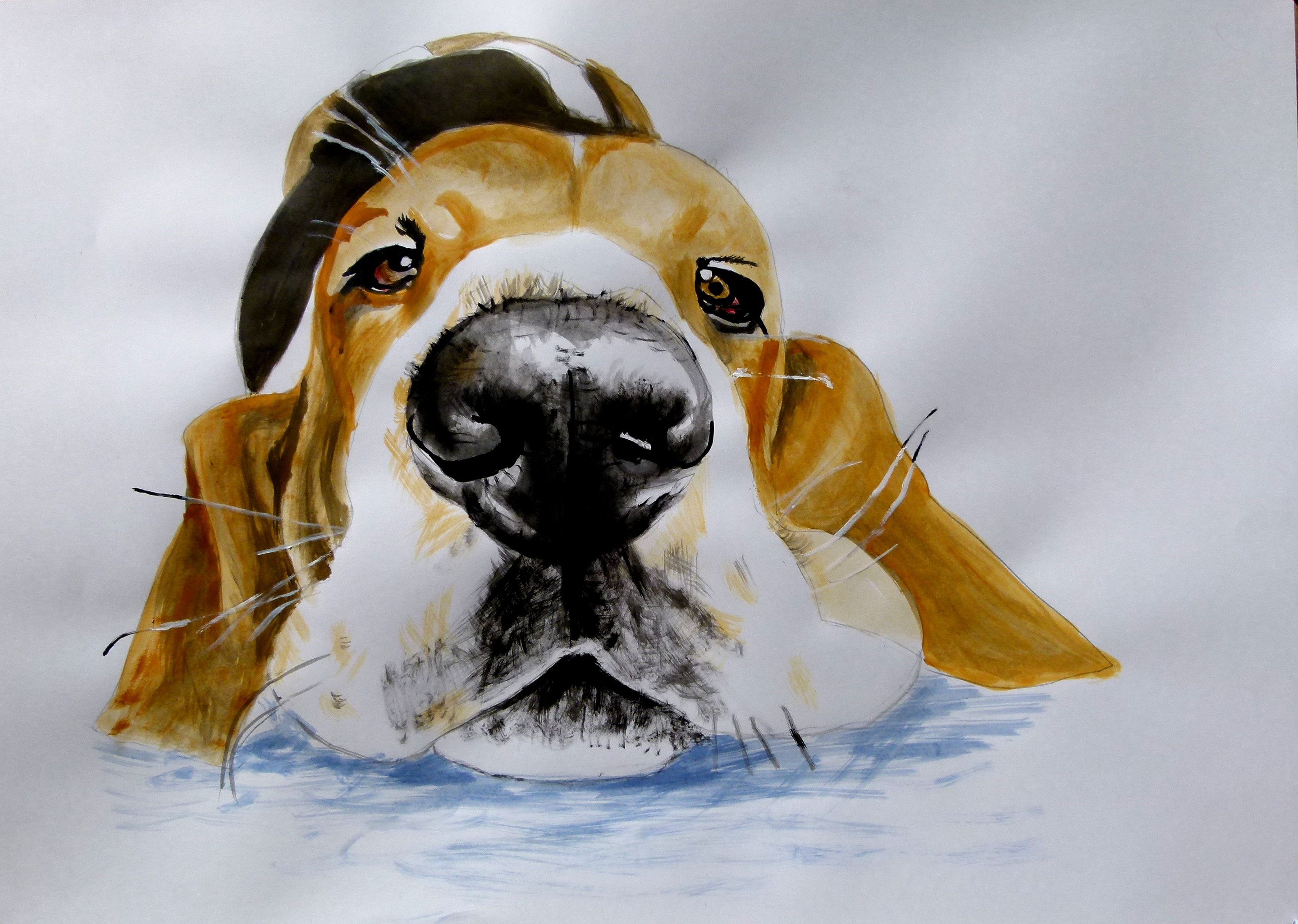 Soso Kumsiashvili, Basset hound Soso Kumsiashvili, Basset hound
