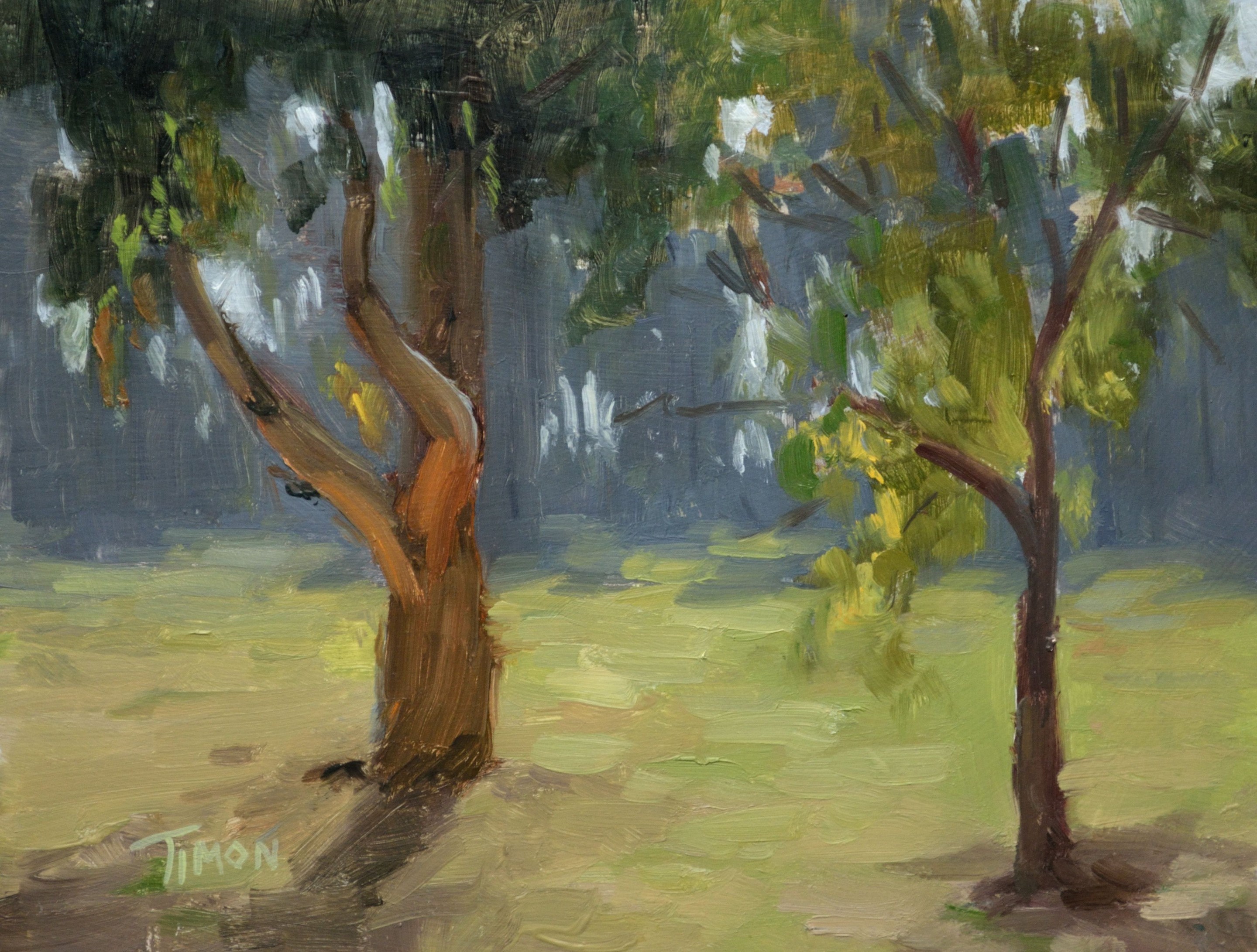 Timon Sloane, Backlit Tree Study Timon Sloane, Backlit Tree Study