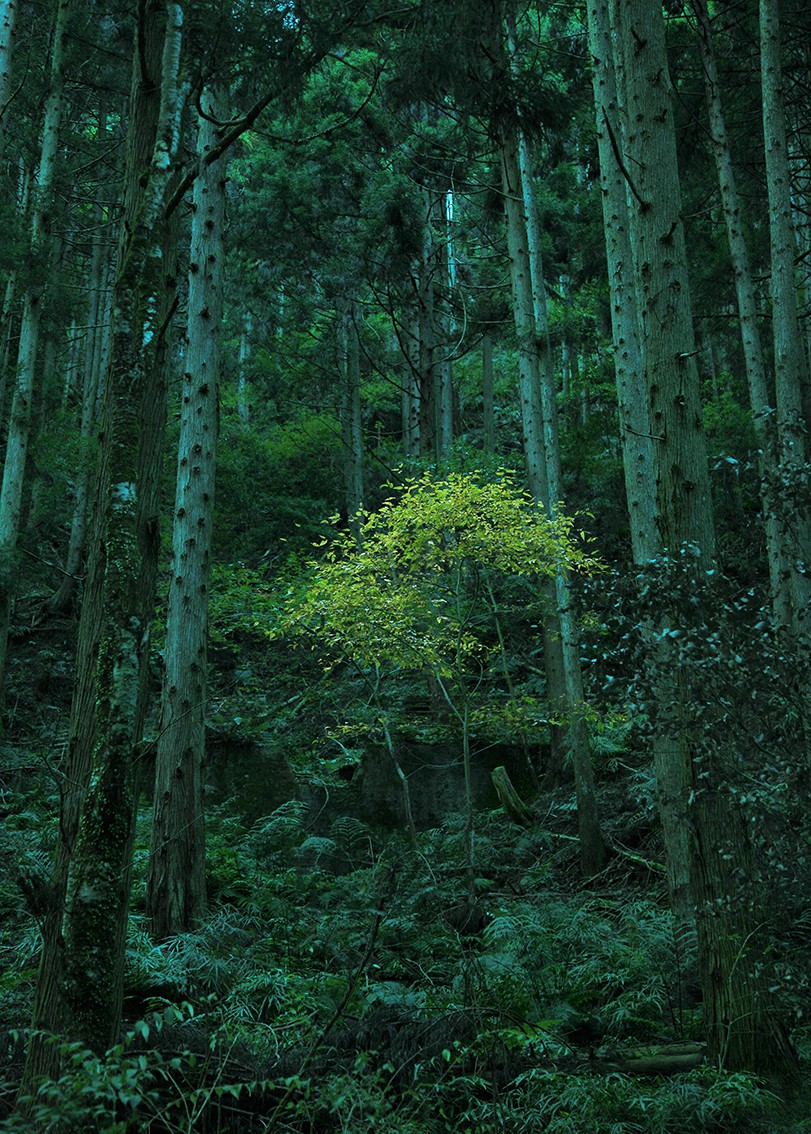 Pierre Lesage, Kurama1/Le petit arbre Pierre Lesage, Kurama1/Le petit arbre