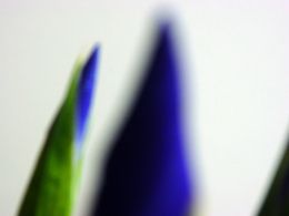 Fotografía, Iris ultramarine (Identity Dreams Series), Imanol Marrodán