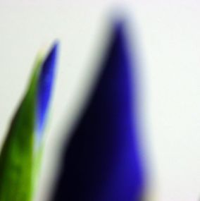 Photographie, Iris ultramarine (Identity Dreams Series), Imanol Marrodán