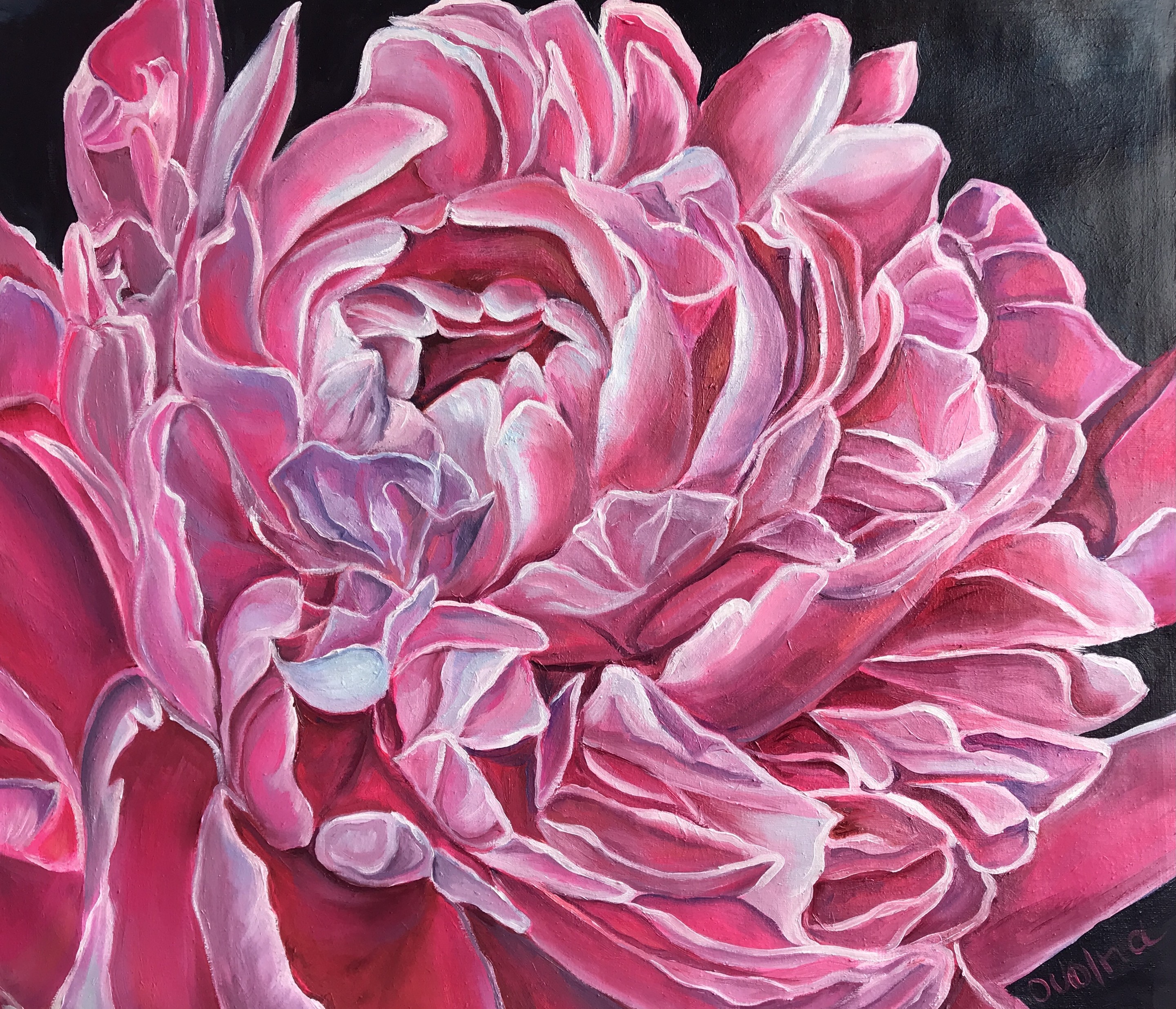 Olga Volna, Burgundy Rose Olga Volna, Burgundy Rose
