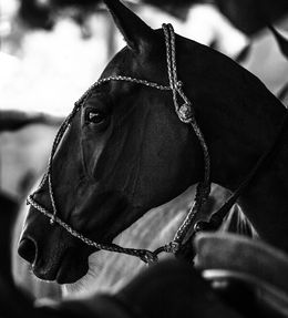 Photography, Horse VII, Amrita Bilimoria