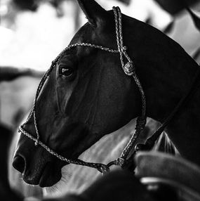 Photographie, Horse VII, Amrita Bilimoria