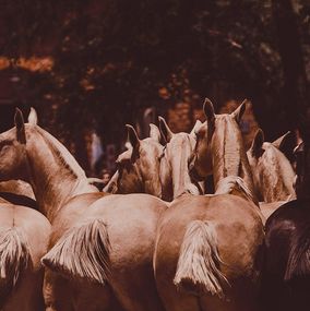 Fotografía, Goldies, Amrita Bilimoria