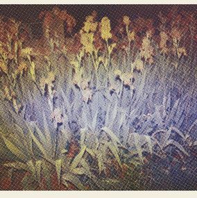 Print, Iris, Marie Vandooren