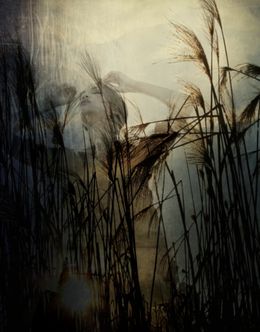 Photography, Sugar Cane Alley (large print), Sinden Collier