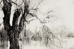 Photographie, L'Arbre du Lac (large print), Sinden Collier