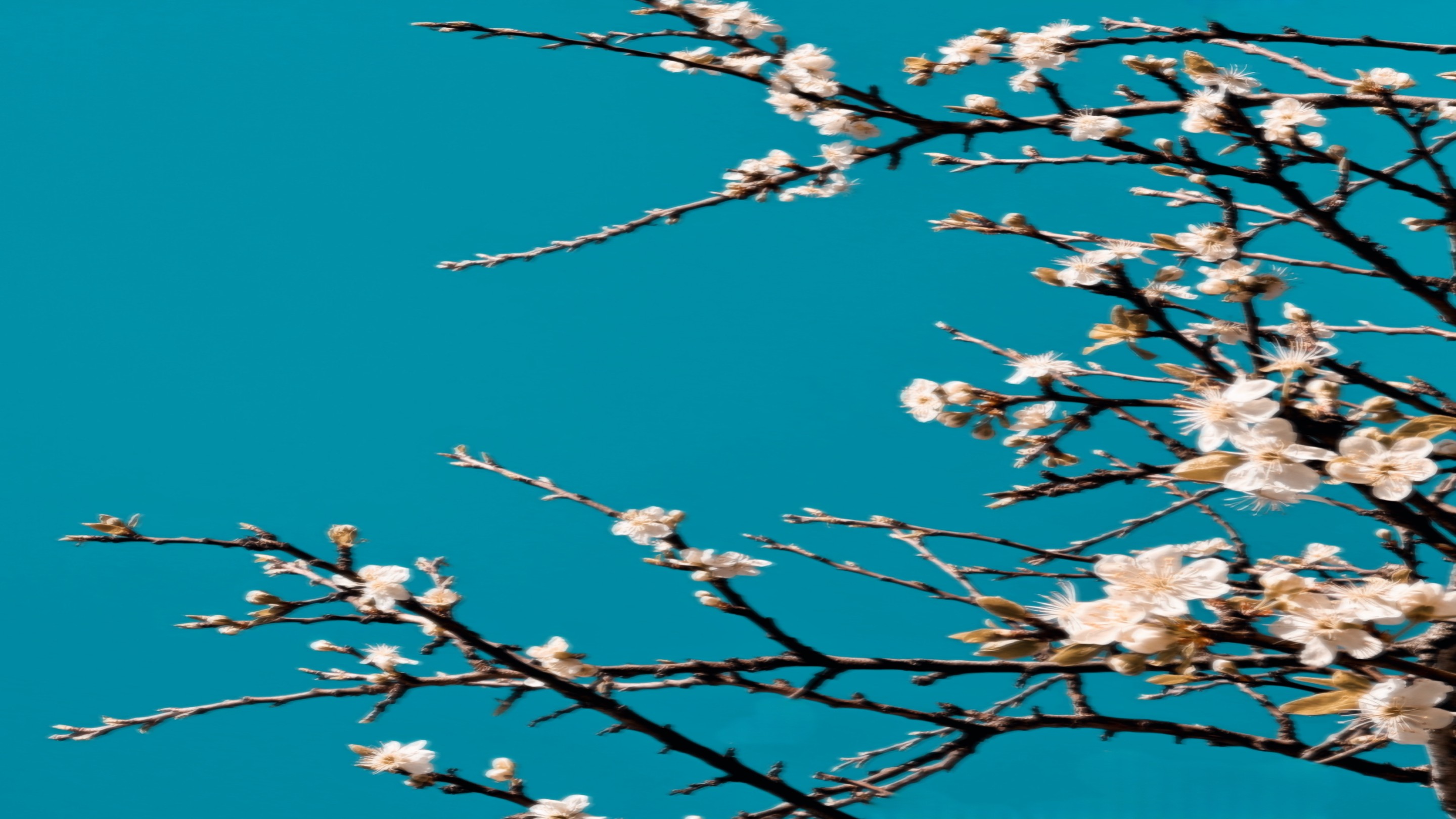 Adrianna MJW, Fleurs de Printemps sous un Ciel Turquoise Adrianna MJW, Fleurs de Printemps sous un Ciel Turquoise