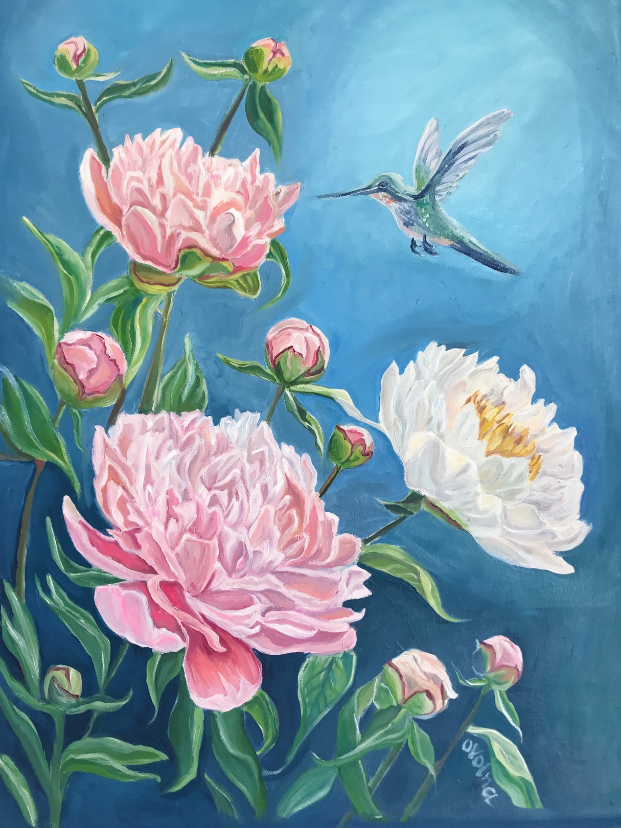 Olga Volna, Hummingbird Olga Volna, Hummingbird